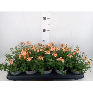 Diascia  'Piccadilly Salmon'