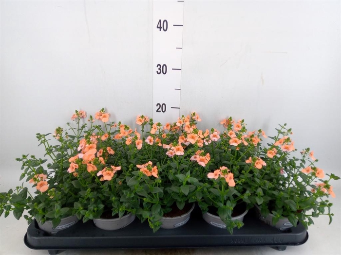 <h4>Diascia  'Piccadilly Salmon'</h4>