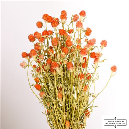 DRIED GOMPHRENA ORANGE BUNCH