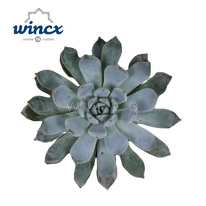 Echeveria Baena Cutflower Wincx-8cm