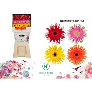 Gerbera Gerpasta gemengd op rij