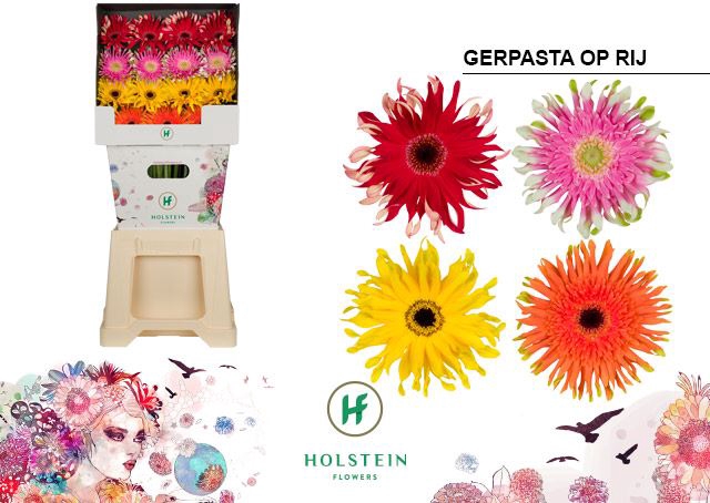 <h4>Gerbera Gerpasta gemengd op rij</h4>