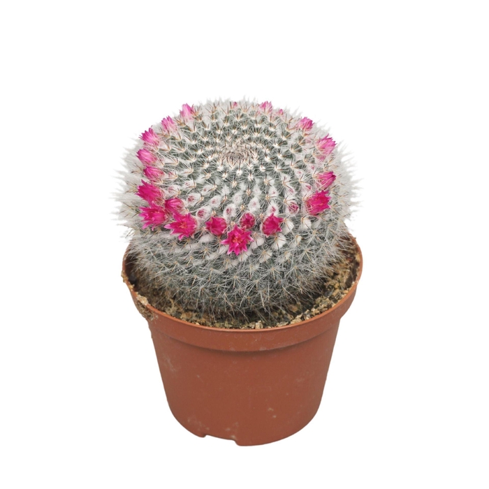 <h4>Mammillaria Hahniana</h4>