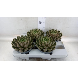 Echeveria   ...not flowering