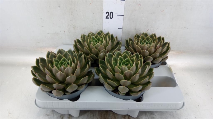 <h4>Echeveria   ...not flowering</h4>