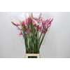 Nerine Mix