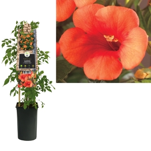 Campsis t. 'Madame Galen' +3.0 label