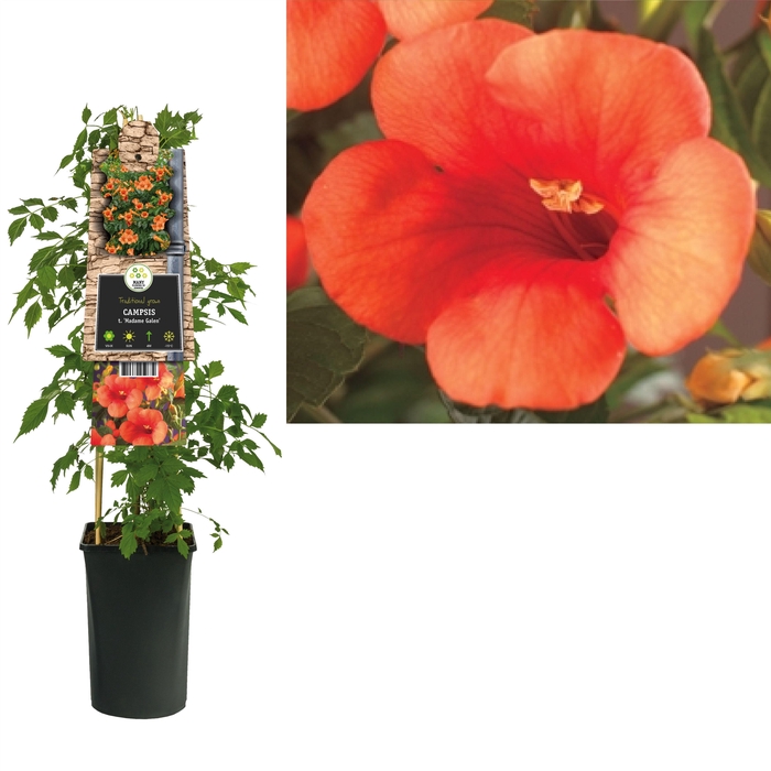 <h4>Campsis t. 'Madame Galen' +3.0 label</h4>