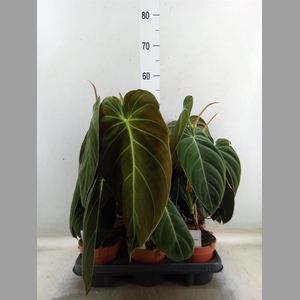 Philodendron melanochrysum