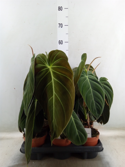 <h4>Philodendron melanochrysum</h4>