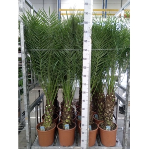 Phoenix roebelenii