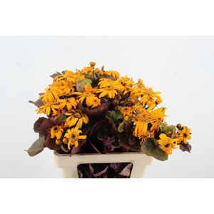 LIGULARIA LOCO