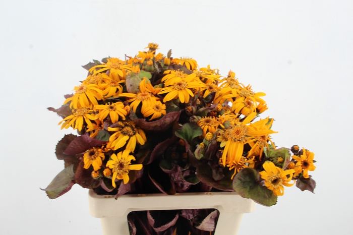 <h4>LIGULARIA LOCO</h4>