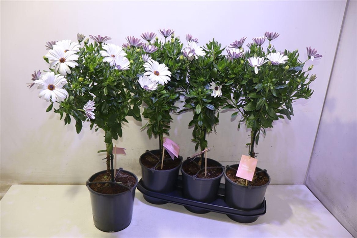 <h4>Osteo Sunny Felix</h4>