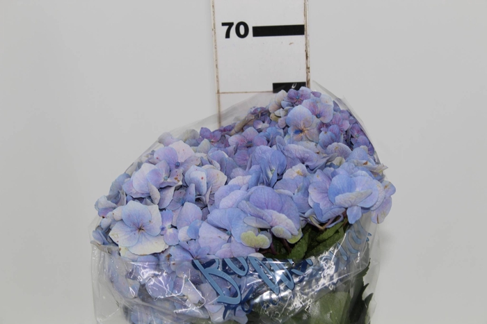 HORTENSIA FORCE LILAS 060 CM