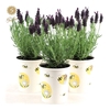 Lavandula st. 'Anouk'® Collection P12 in Cup Bee