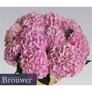 Hydr M Ch Verena Rose