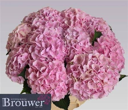 <h4>Hydr M Ch Verena Rose</h4>