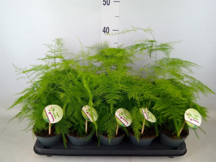 <h4>Asparagus setaceus</h4>