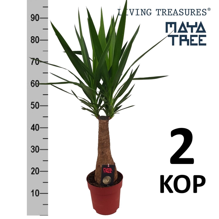 <h4>YUC ELEPHANTIPES</h4>