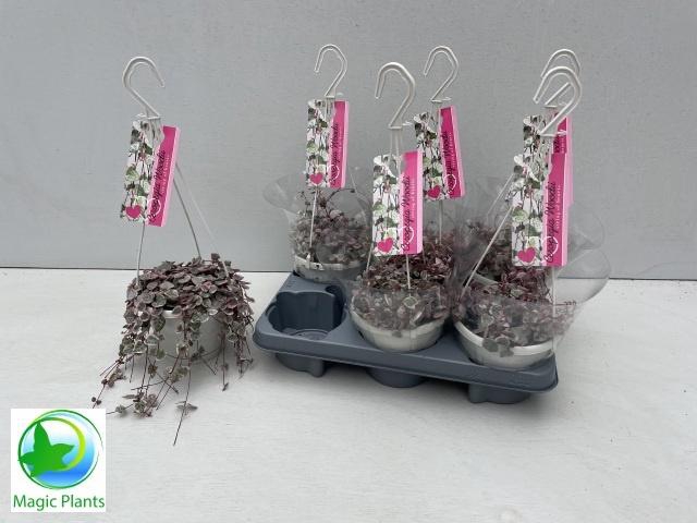 <h4>CEROP WO VARIEGATA</h4>