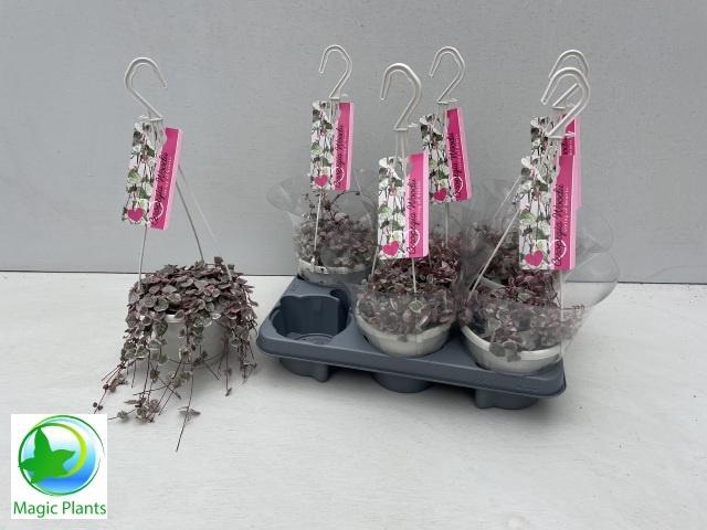 <h4>CEROP WO VARIEGATA</h4>