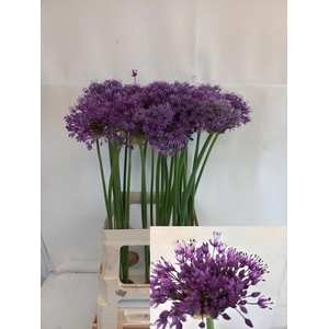 ALLIUM PURPLE SENS