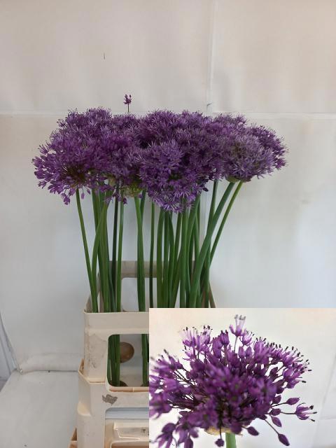 <h4>ALLIUM PURPLE SENS</h4>