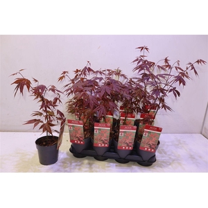 Acer Pa Atropurpureu