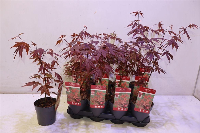 <h4>Acer Pa Atropurpureu</h4>