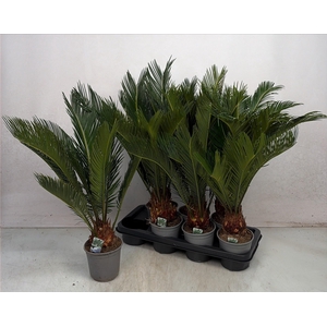CYCAS REVOLUTA