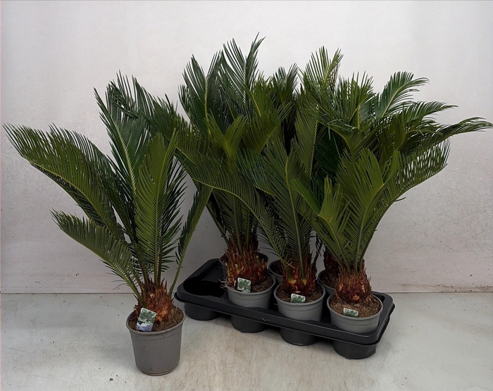 <h4>CYCAS REVOLUTA</h4>