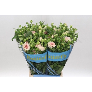 Dried Stipa Feather Cerise