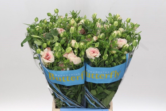 Dried Stipa Feather Cerise