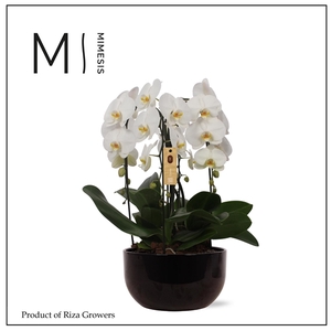 Mimesis Phal. Arrangement Crown White - 4 spike 26cm in Saskia Black ceramic