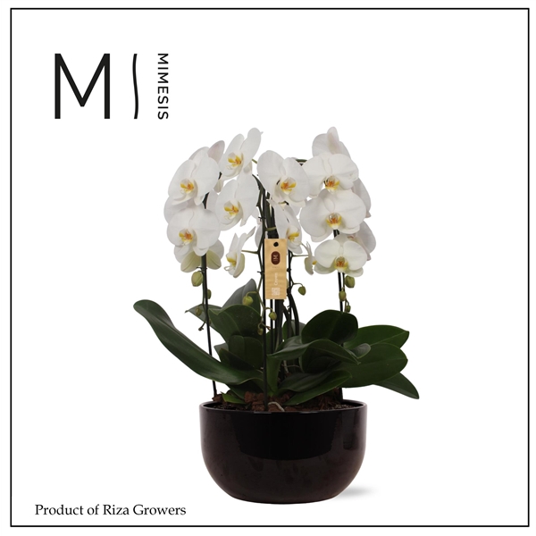 <h4>Mimesis Phal. Arrangement Crown White - 4 spike 26cm in Saskia Black ceramic</h4>