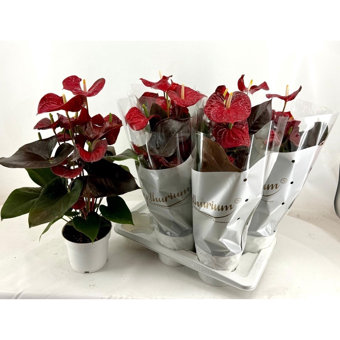 <h4>ANTHU A CORAL CHAMPI</h4>