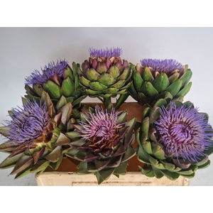 CYNARA SC GREEN GLOB