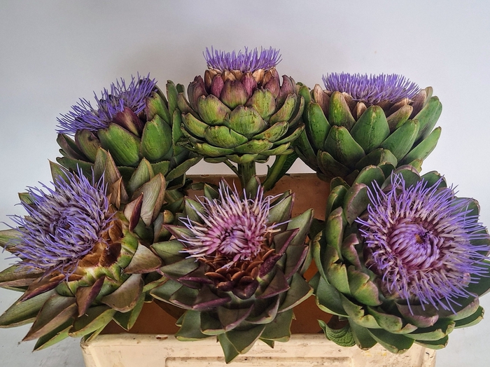 <h4>CYNARA SC GREEN GLOB</h4>