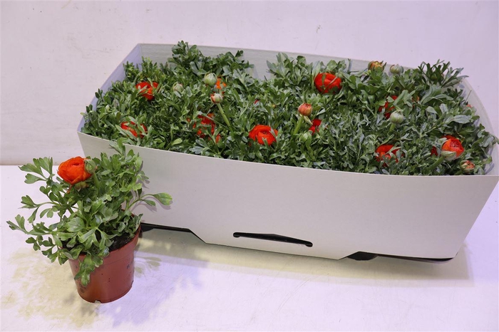 <h4>Ranun Mache Orange</h4>