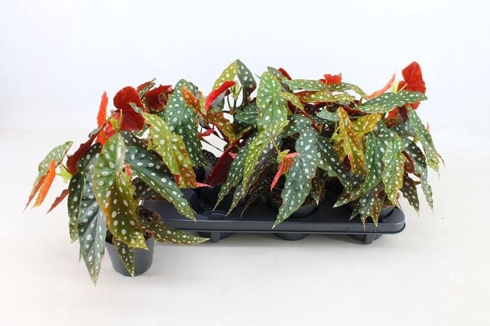 <h4>Beg Maculata</h4>