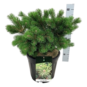 Pinus mugo 'Gnom'