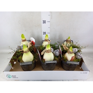 Arr.   Tuinplanten L%