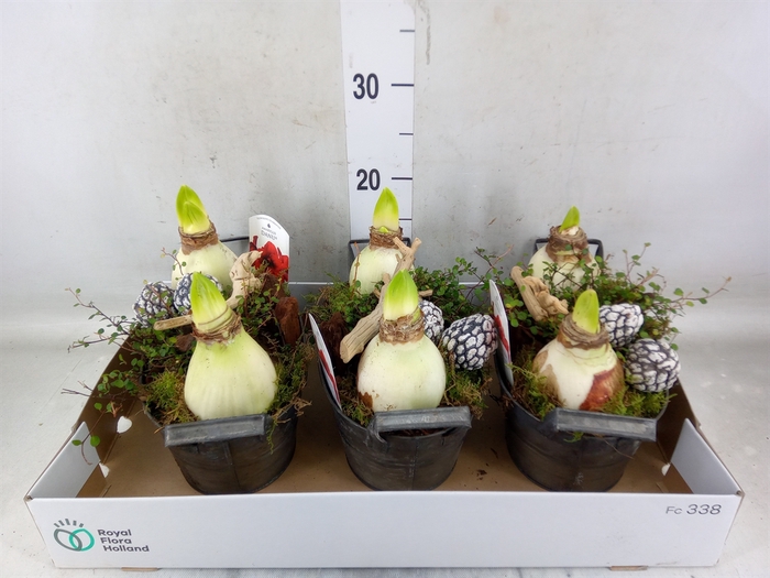 <h4>Arr.   Tuinplanten L%</h4>