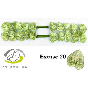 ANTH A EXTASE 20