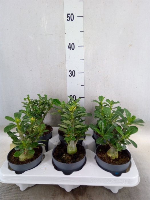 <h4>Adenium obesum</h4>