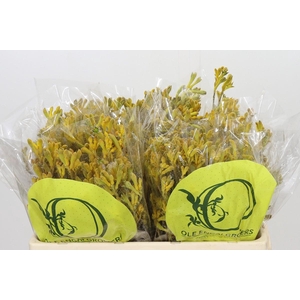 Anigozanthos Yellow Gem