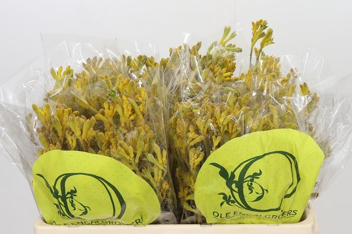 <h4>Anigozanthos Yellow Gem</h4>