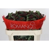 Hypericum Rocky Romance Spray