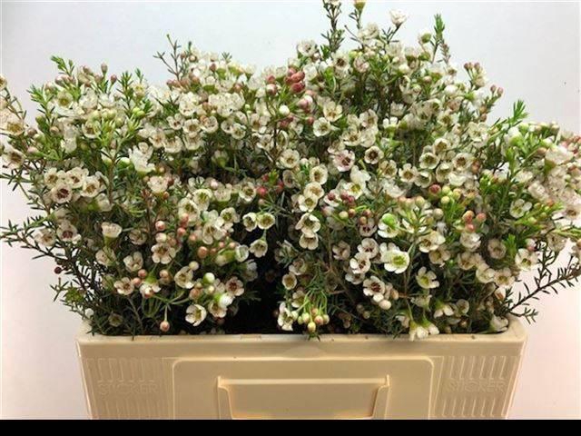 <h4>CHAME UN ELLA</h4>